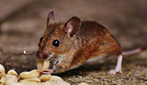 24 Hour & Emergency Exterminators in Grimville, PA
